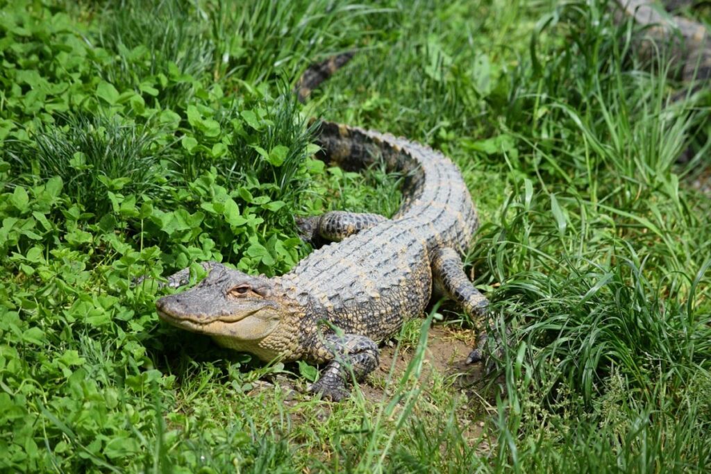 Alligator vs Crocodile: Unveiling the Riveting Battles of Reptilian Might 4 Lone small alligator