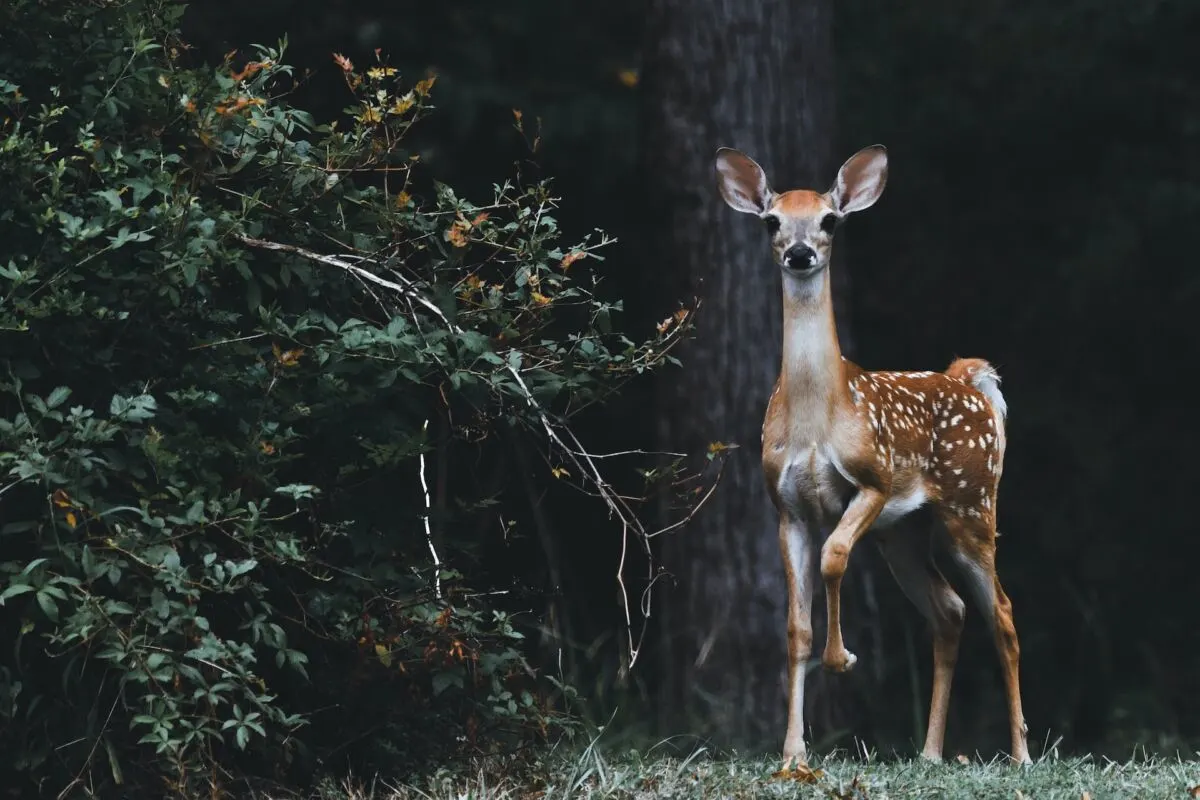 Are Deer Friendly? Understanding Deer Behavior Towards Humans and Other Wildlife 2 Small brown deer in the wild