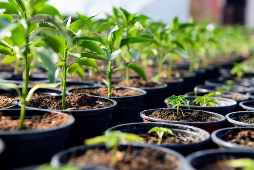 16 Best Lean-To Greenhouses for Small Yards & Side Walls 17 Close-up of small plants sapling inside a greenhouse