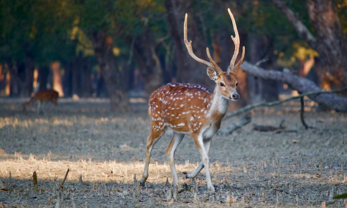 Are Deer Friendly? Understanding Deer Behavior Towards Humans and Other Wildlife 7 Lone Spotted Deer in the wild