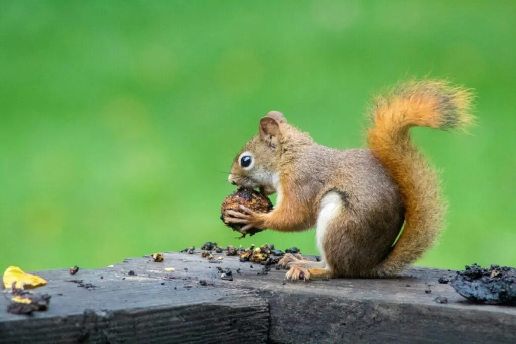 What Happens to Excess Carbohydrates in Animals? 4 Squirrel eating nuts