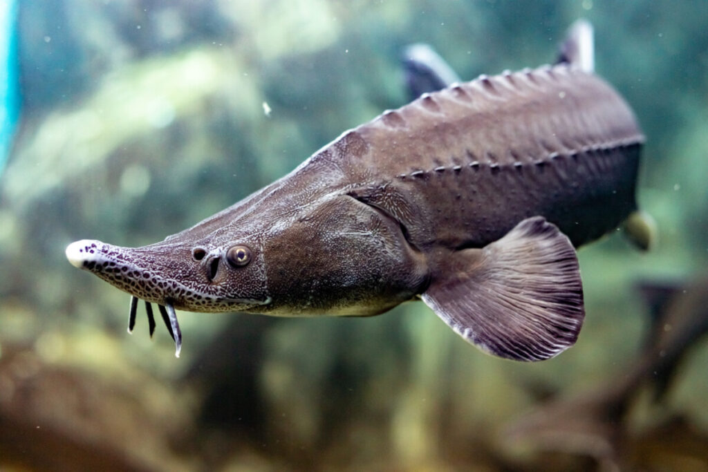 Sturgeon Fish Face