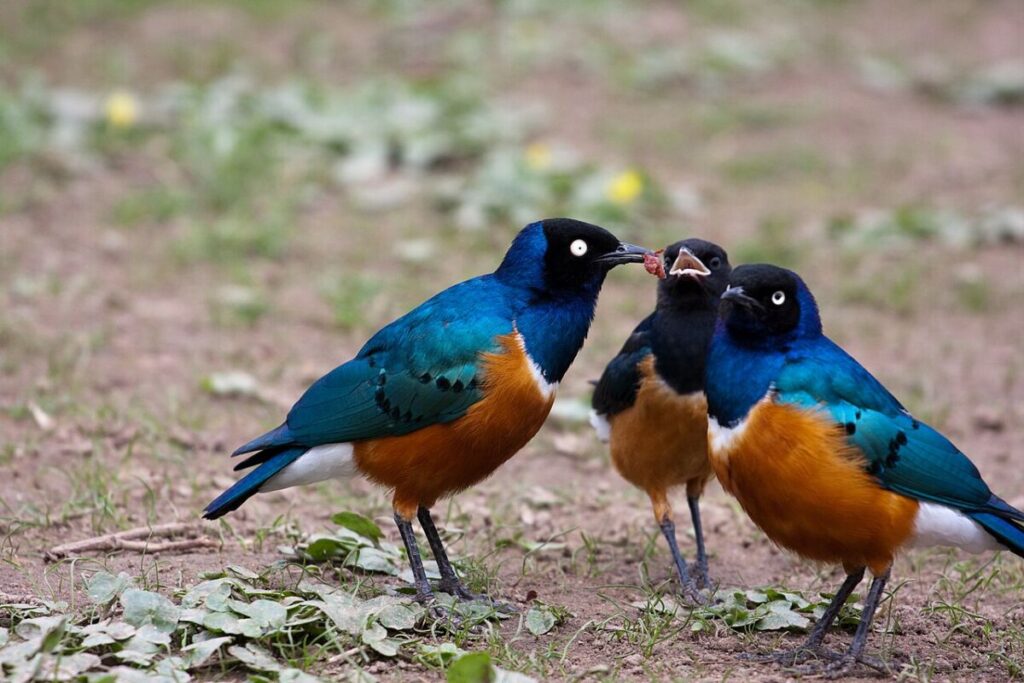 12 Remarkable Animal Friendships—and What Science Says 10 Three Superb Starlings standing on the ground, their beaks open, displaying vibrant plumage and alert postures.