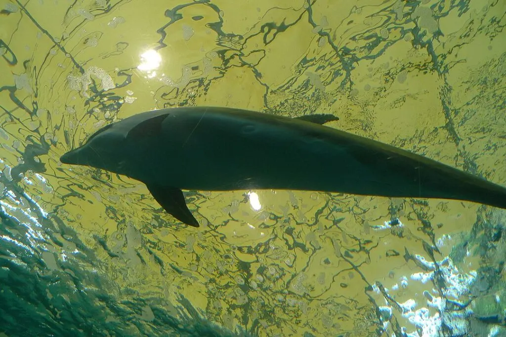 Taiji Dolphin Hunting 2 Taiji Dolphin in Taiji Whale Museum