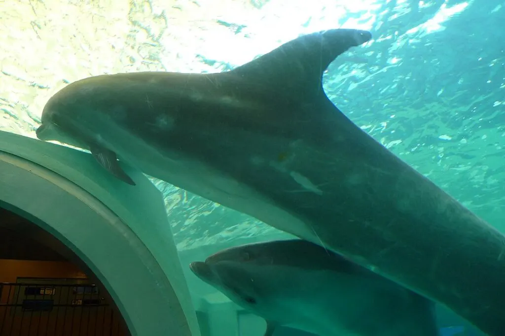 Taiji Dolphin Hunting 4 Taiji Dolphins in Taiji Whale Museum