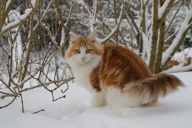 58 Animals That Start With N: Photos, Facts, and Types 67 Fluffy orange and white cat, a Norwegian Forest breed, stands in the snow, emphasizing its thick fur and playful demeanor.