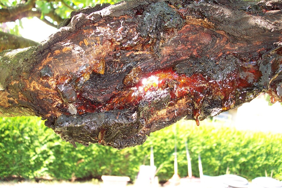 Is Resin Bad for the Environment? Impacts, Safety, and Disposal 21 Close-up of a tree branch showing brown resin and decay, highlighting the effects of rot on the wood.