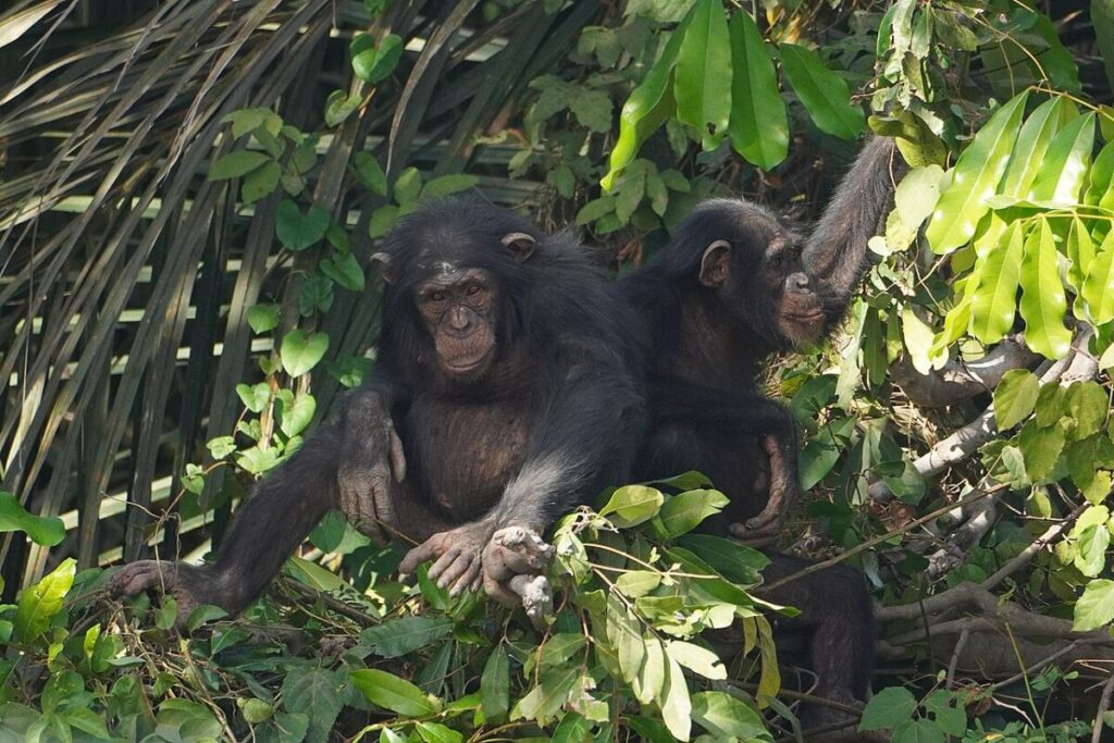 12 Remarkable Animal Friendships—and What Science Says 4 Two chimpanzees sitting on tree branches, surrounded by lush green foliage in a natural habitat.