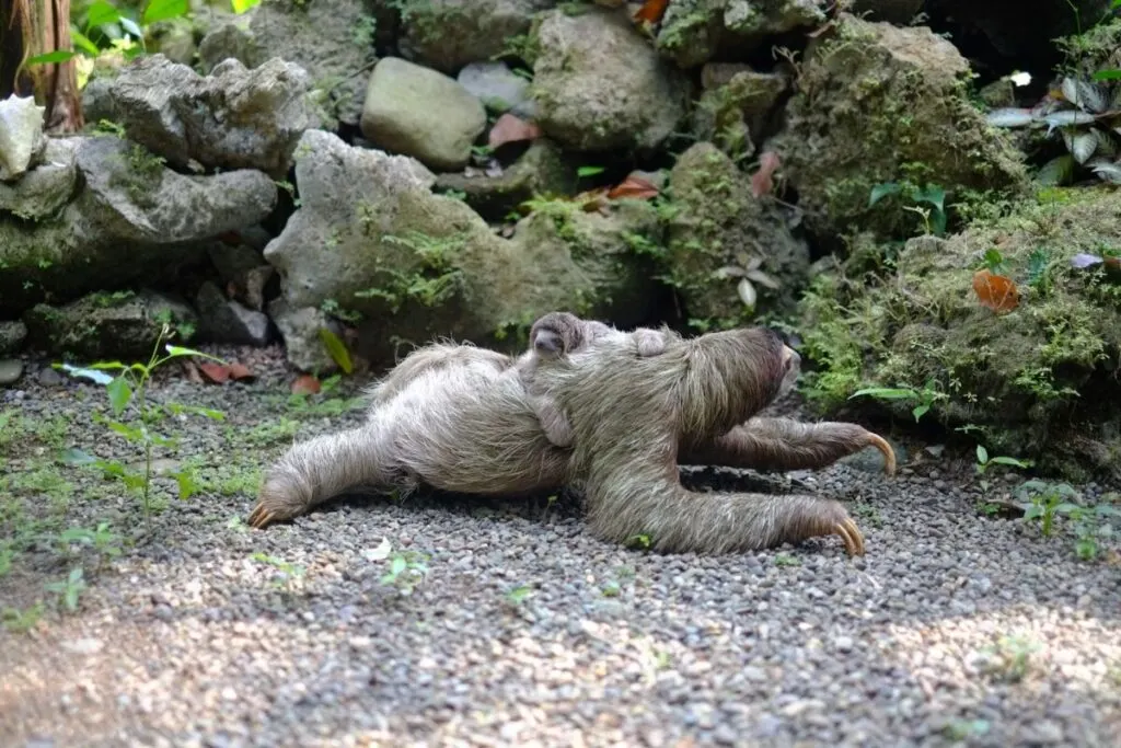 Mother and child sloths on the ground