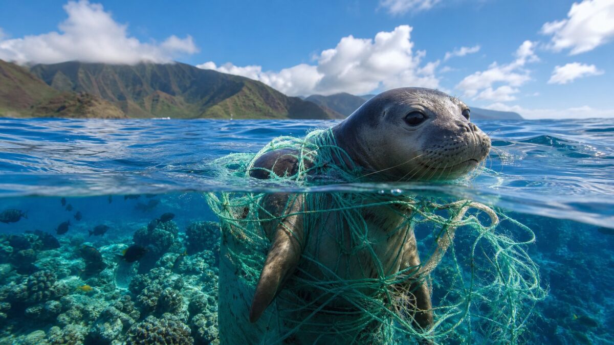 Hawaiian Monk Seal Entanglements: Causes, Data, And Recovery 3 A Hawaiian monk seal caught in fishing nets underwater near tropical coral reefs with green volcanic islands in the background.