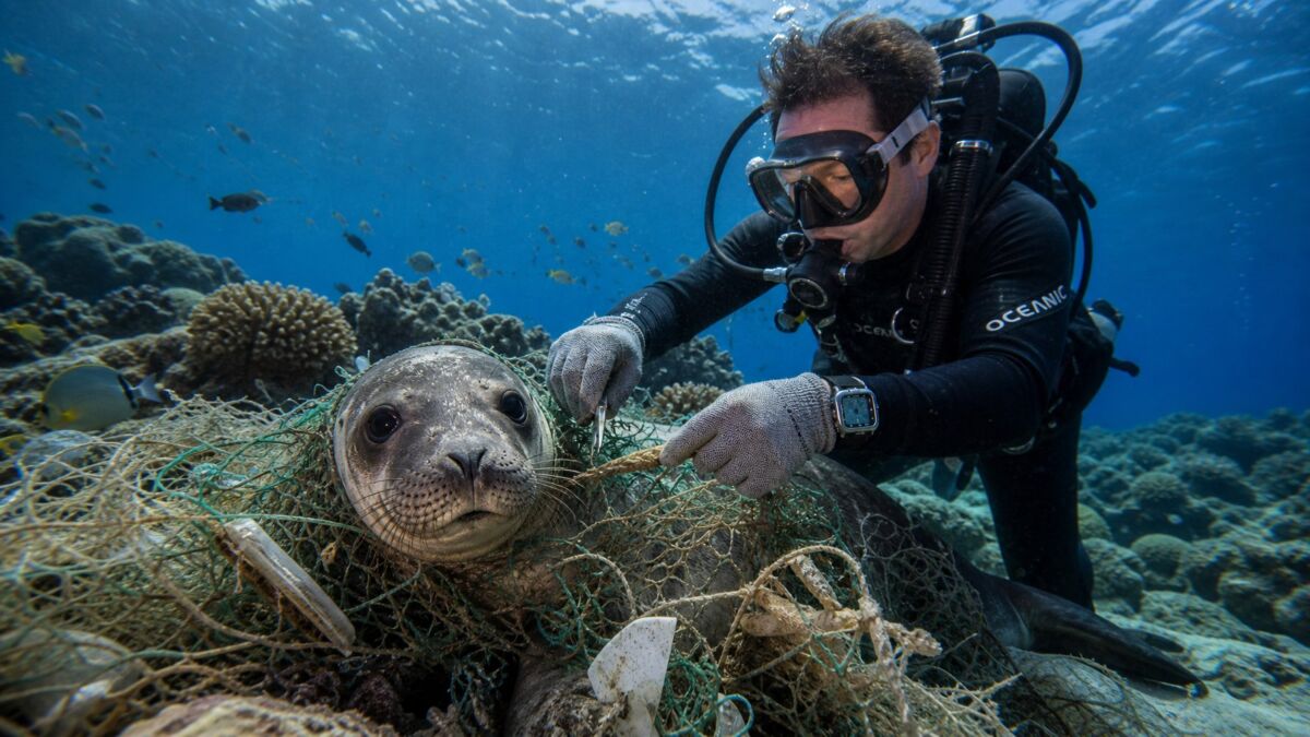 Hawaiian Monk Seal Entanglements: Causes, Data, And Recovery 5 A Hawaiian monk seal underwater entangled in fishing nets with a diver helping to free it.