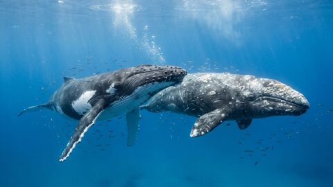 A grey whale and a humpback whale swimming side by side underwater in clear blue ocean water.