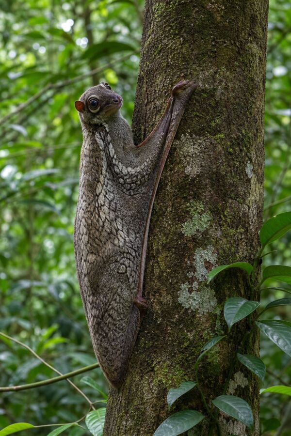25 Rainforest Animals From The Amazon To Borneo 1 A Sunda colugo clings to a tree trunk in a lush tropical rainforest.
