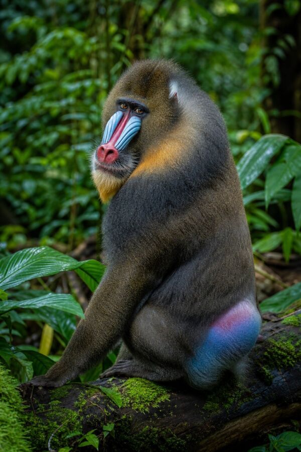 25 Rainforest Animals From The Amazon To Borneo 8 A colorful male mandrill perched on a mossy fallen tree in a lush rainforest.