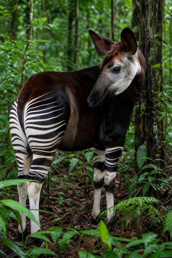 25 Rainforest Animals From The Amazon To Borneo 9 An okapi standing among lush plants in a tropical rainforest.