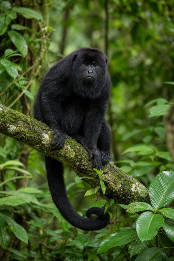 25 Rainforest Animals From The Amazon To Borneo 14 A black howler monkey perched on a mossy branch among dense rainforest foliage.