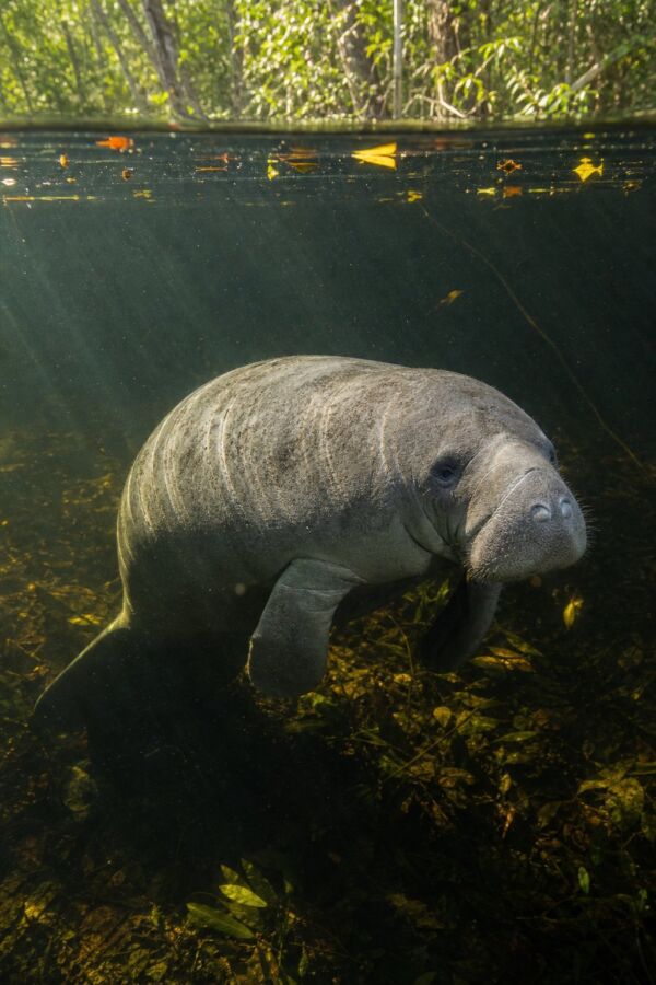 25 Rainforest Animals From The Amazon To Borneo 15 An Amazonian manatee swims through the calm waters of a flooded rainforest.
