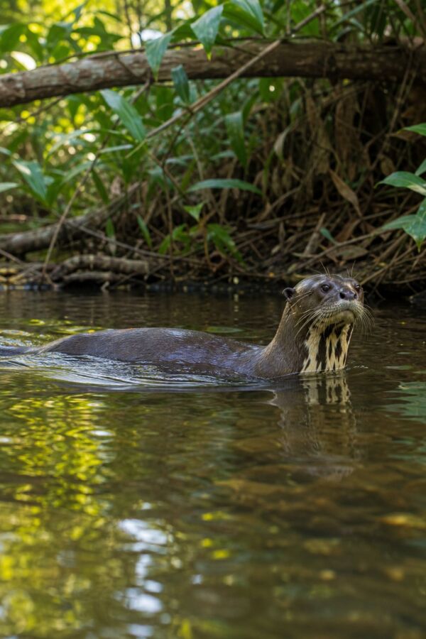 25 Rainforest Animals From The Amazon To Borneo 18 A giant otter swims through a lush rainforest river.