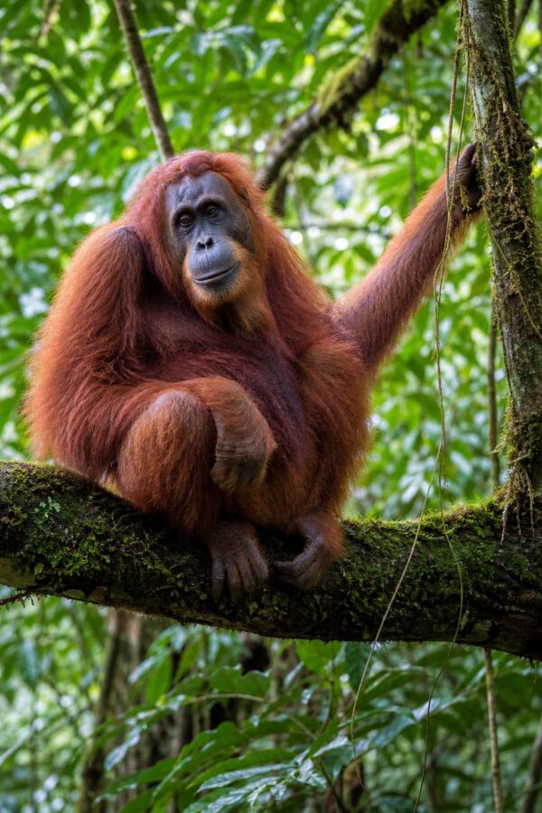 25 Rainforest Animals From The Amazon To Borneo 24 A Bornean orangutan sits on a moss-covered branch in a lush tropical rainforest.