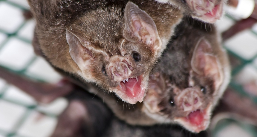 12 Remarkable Animal Friendships—and What Science Says 8 Several vampire bats suspended upside down in a cage, highlighting their unique appearance and social behavior.
