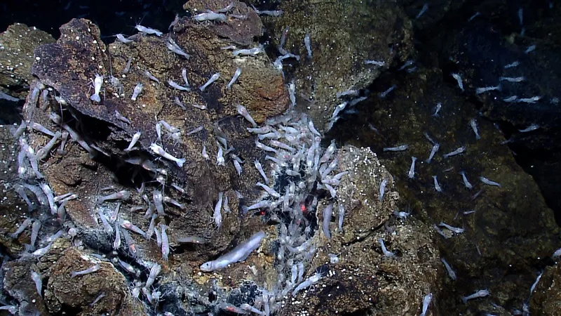Von Damm hydrothermal vents field crustaceans
