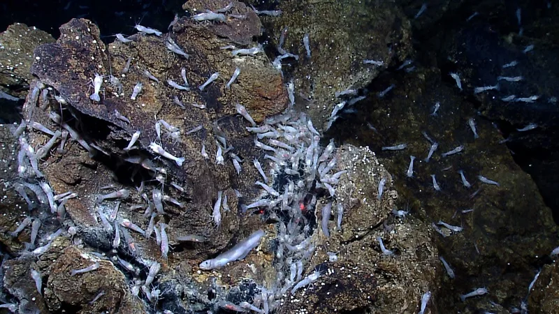Hydrothermal Vents: The Mysteries of the Ocean's Powerful Underwater Fountains 5 Von Damm hydrothermal vents field crustaceans