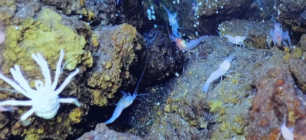 Hydrothermal Vents: The Mysteries of the Ocean's Powerful Underwater Fountains 4 Crustaceans in Von Damm hydrothermal vents field