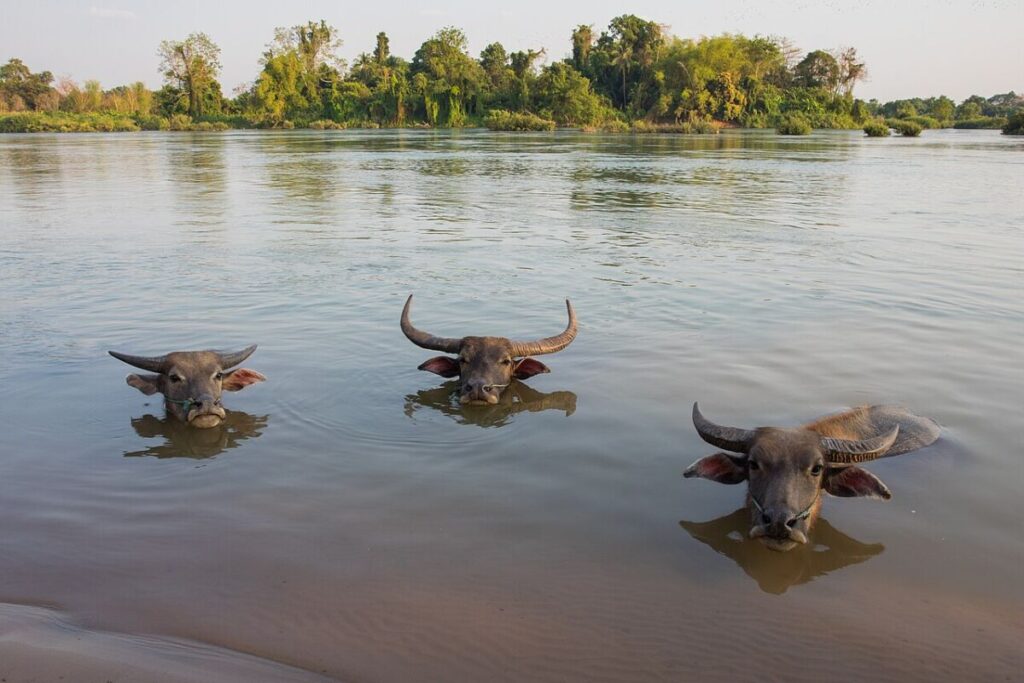 13 of the Most Populous Animals on Earth 15 Three water buffalo wade in a shallow body of water, their bodies partially submerged and surrounded by greenery.