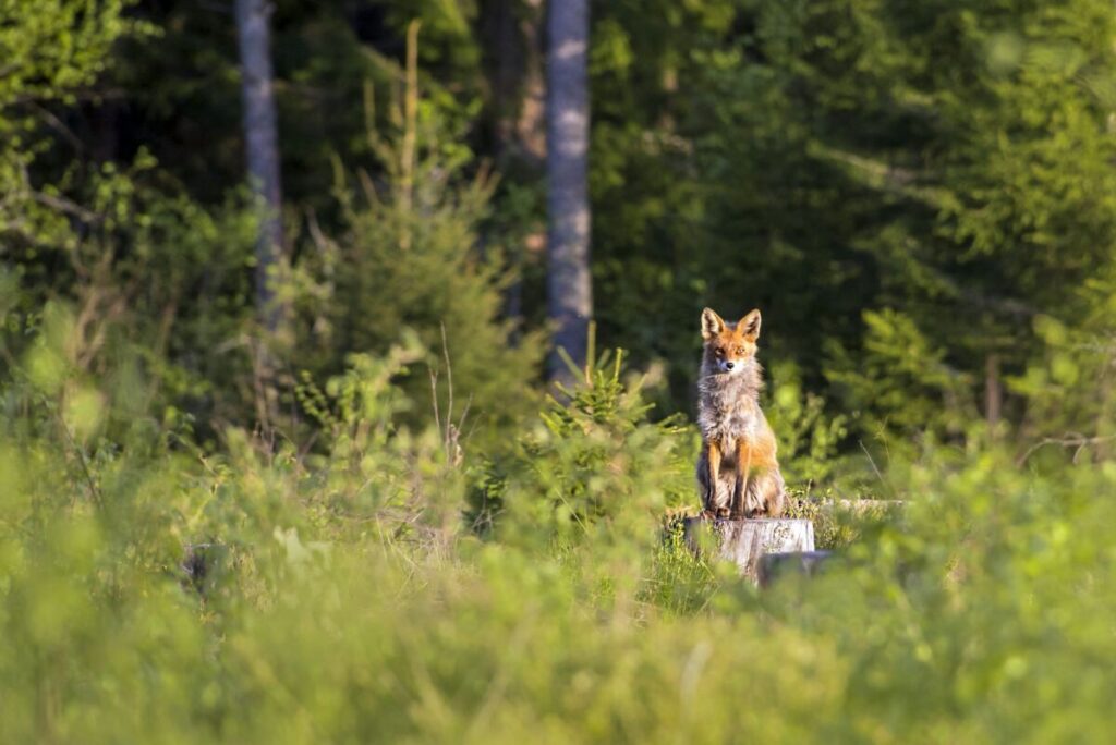 Wild fox in the forest