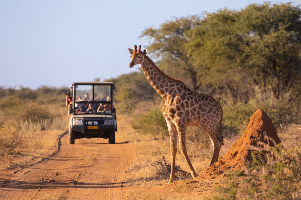 12 Remarkable Animal Friendships—and What Science Says 7 Tourists in a safari vehicle observe a wild giraffe crossing an African road ahead of them.
