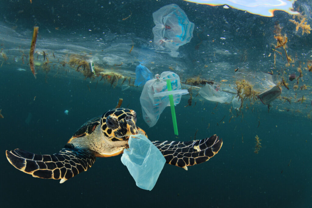 Turtle swimming  surrounded with plastic pollution