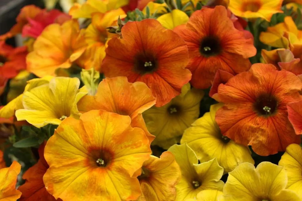 Do Deer Eat Petunias? What You Should Know 11 Yellow and orange colored petunias