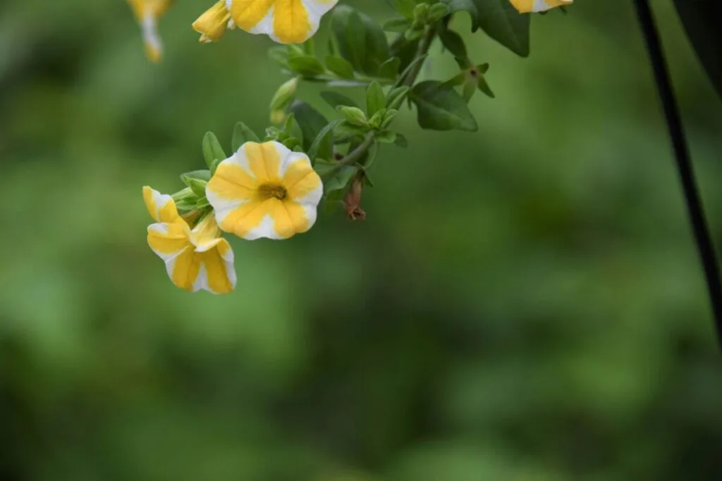 Do Deer Eat Petunias? What You Should Know 3 Bright yellow petunias