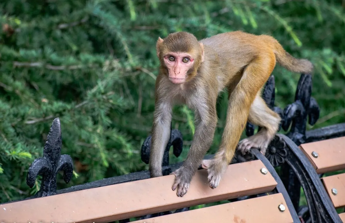 Why Do Monkeys Steal Babies? The Fascinating Phenomenon 3 Lone young rhesus macaque
